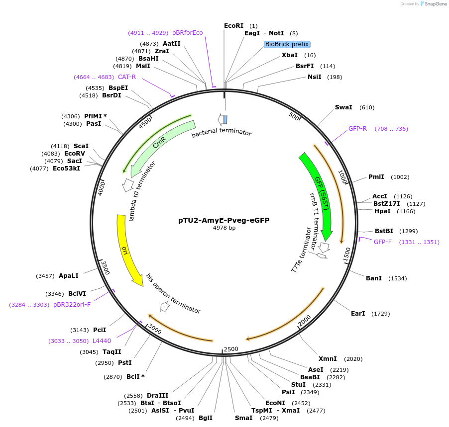 112792-plasmid-map-sequence-id-218394