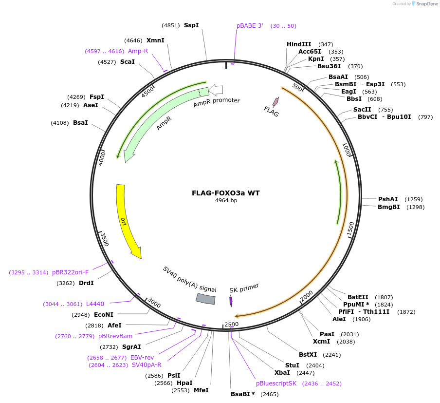 8360-plasmid-map-sequence-id-218402
