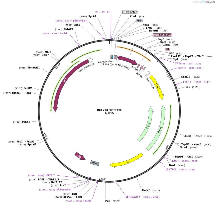 109417-plasmid-map-sequence-id-218403