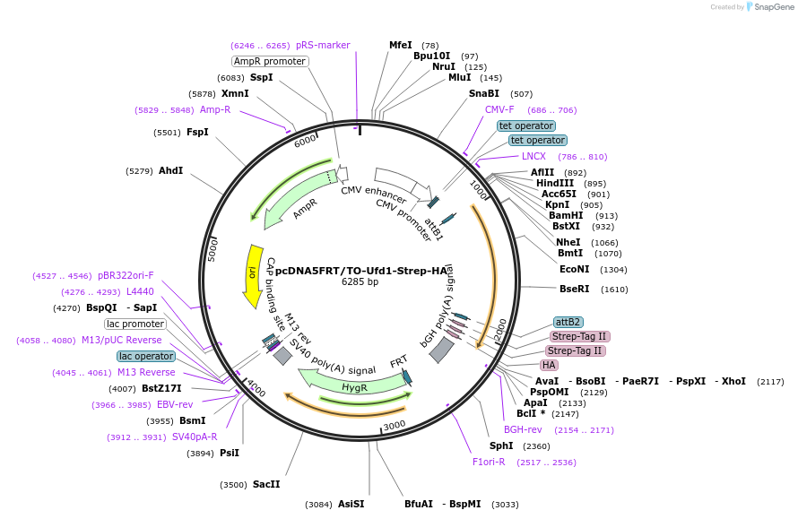 113474-plasmid-map-sequence-id-218404