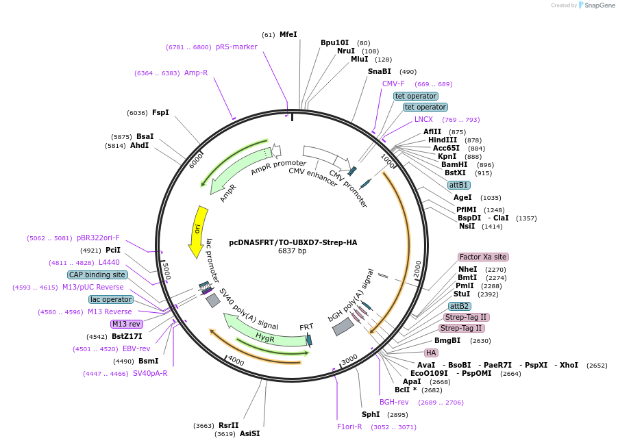 113479-plasmid-map-sequence-id-218414