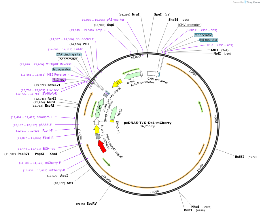 112855-plasmid-map-sequence-id-218418