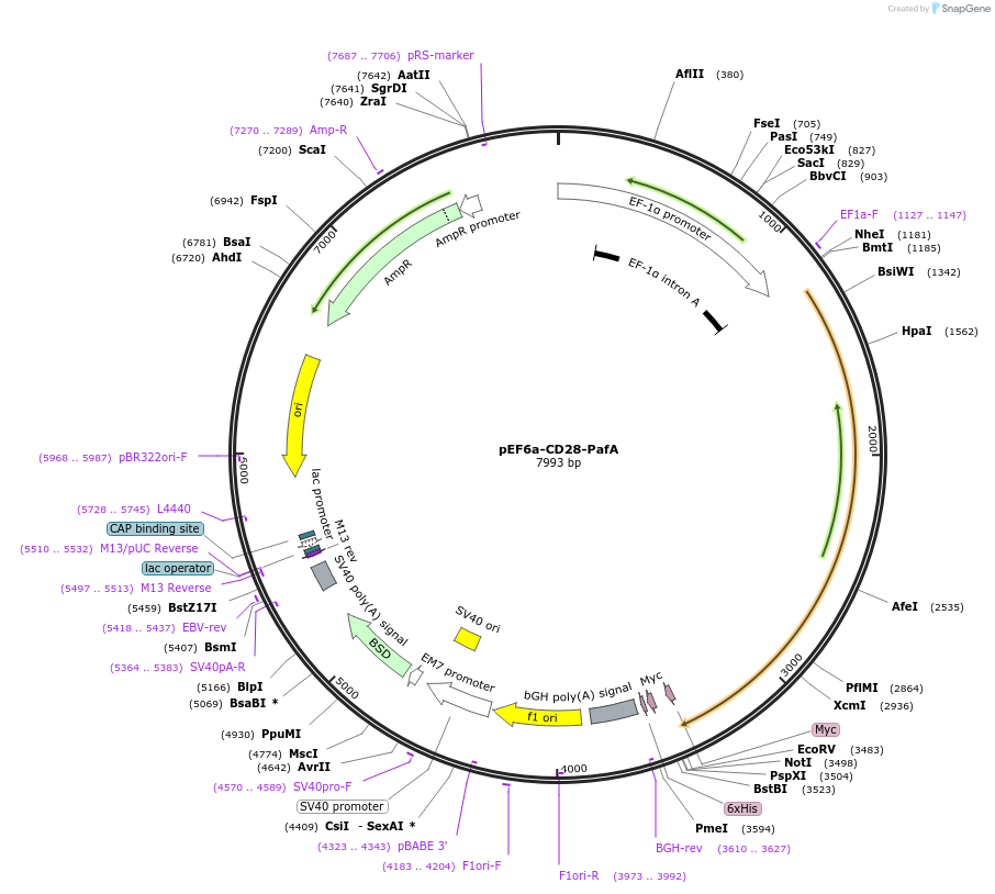 113400-plasmid-map-sequence-id-218422