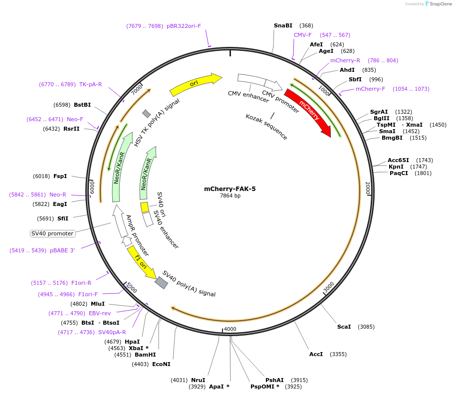 55044-plasmid-map-sequence-id-218555