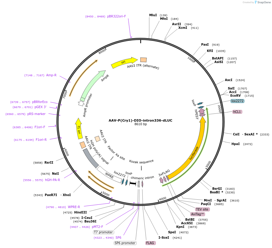110056-plasmid-map-sequence-id-218574