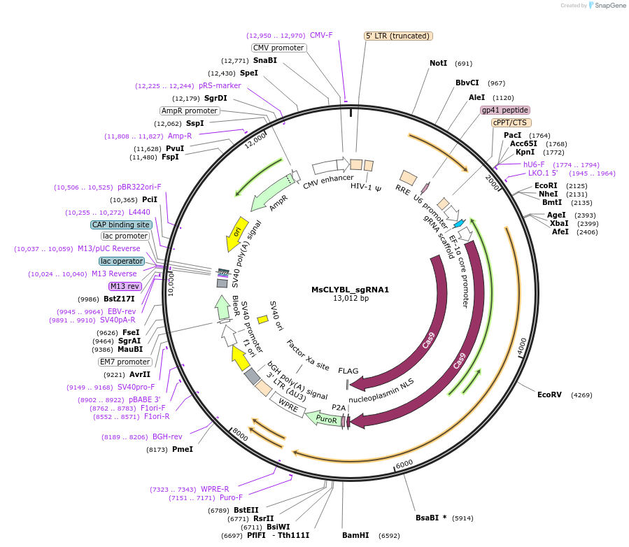 111294-plasmid-map-sequence-id-218581