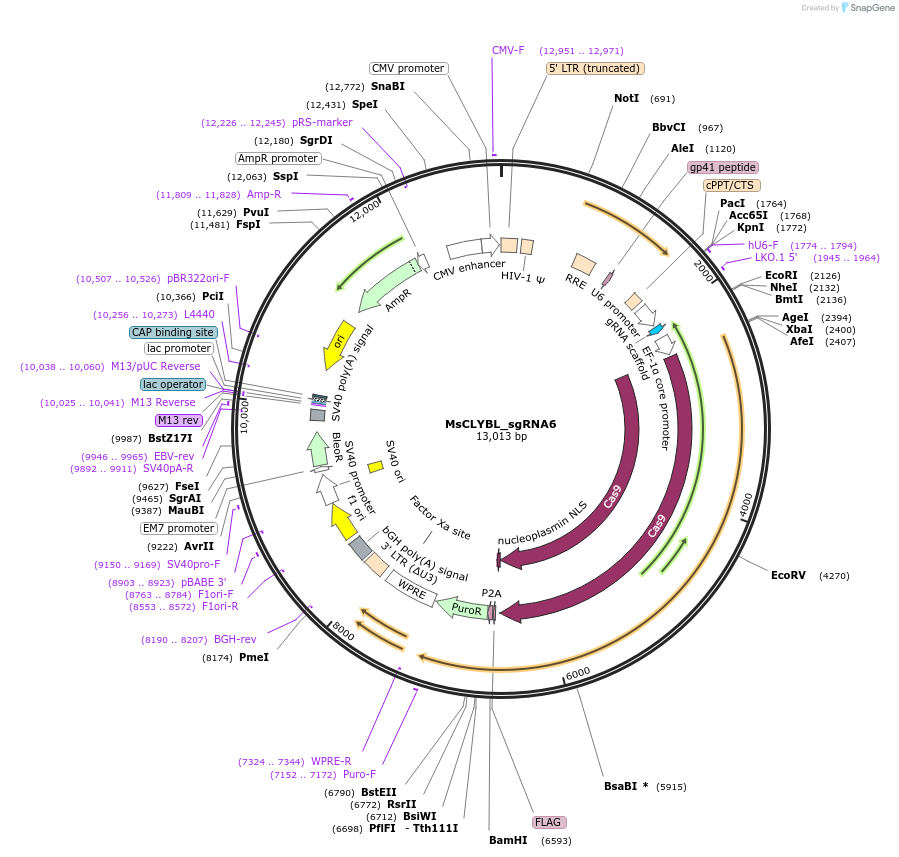 111295-plasmid-map-sequence-id-218584