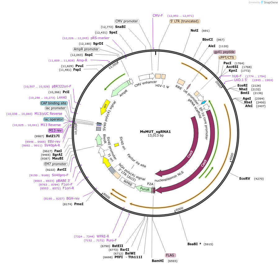 111296-plasmid-map-sequence-id-218587
