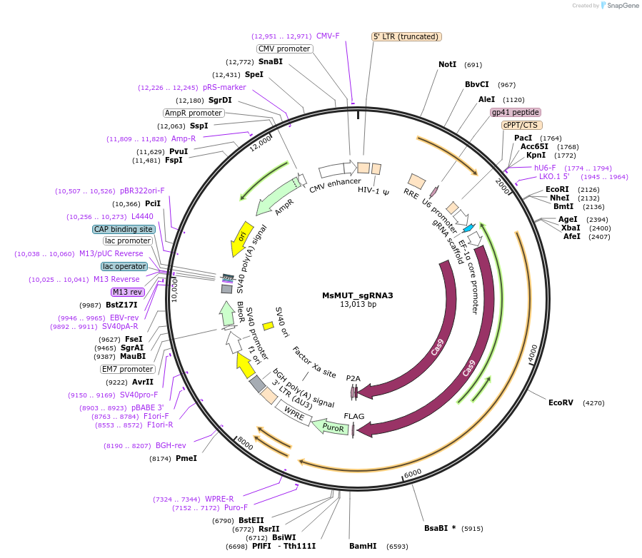 111297-plasmid-map-sequence-id-218589