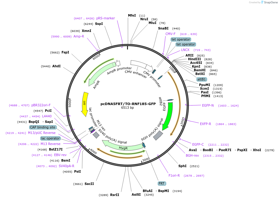 113498-plasmid-map-sequence-id-218592