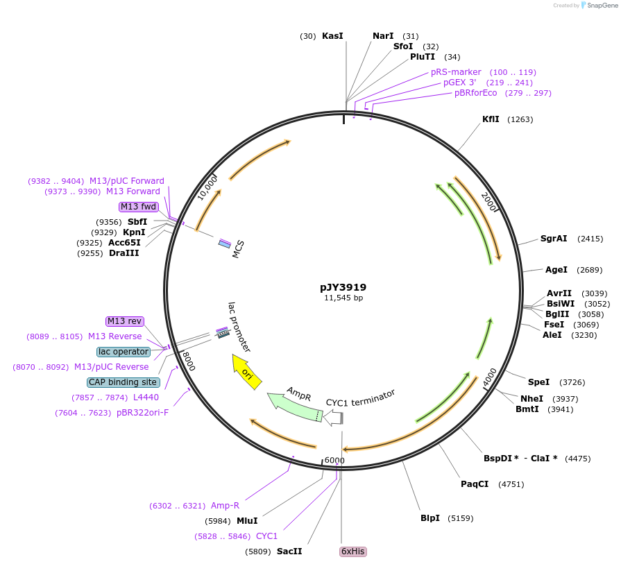 113332-plasmid-map-sequence-id-218597