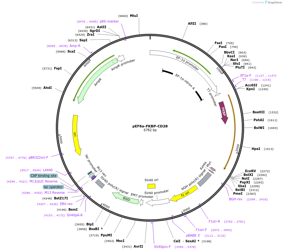 113401-plasmid-map-sequence-id-218613