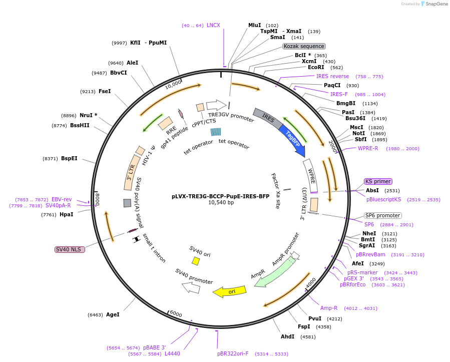 113405-plasmid-map-sequence-id-218614