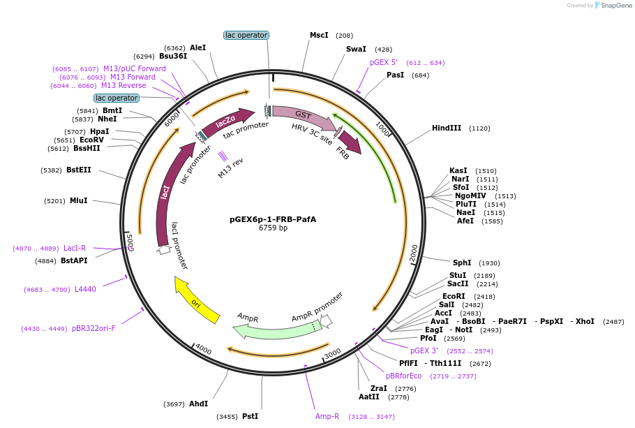 113404-plasmid-map-sequence-id-218616