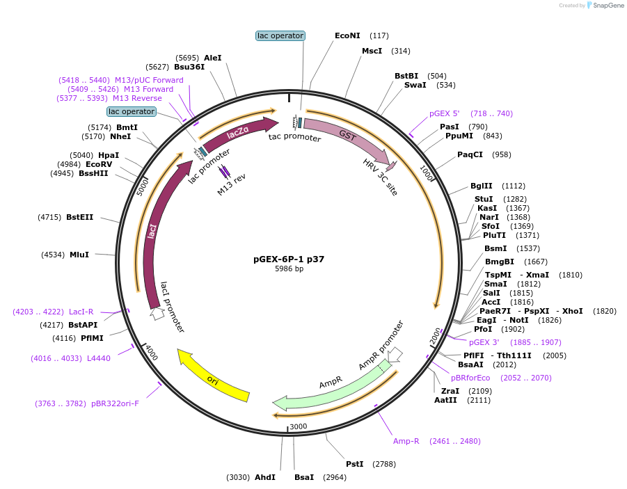 113500-plasmid-map-sequence-id-218617