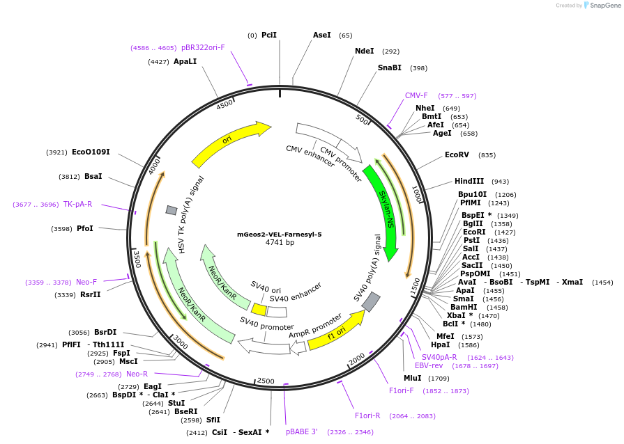 57548-plasmid-map-sequence-id-218618