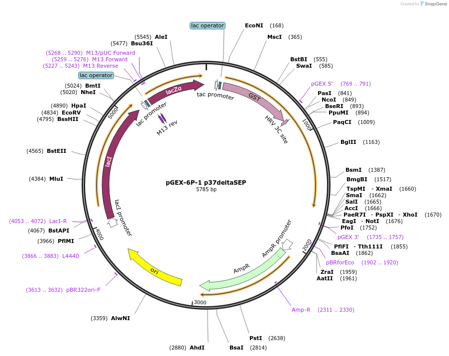 113501-plasmid-map-sequence-id-218620