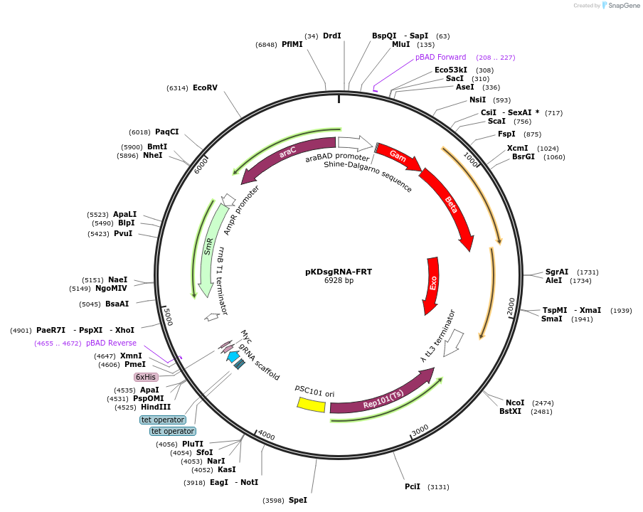113398-plasmid-map-sequence-id-218622