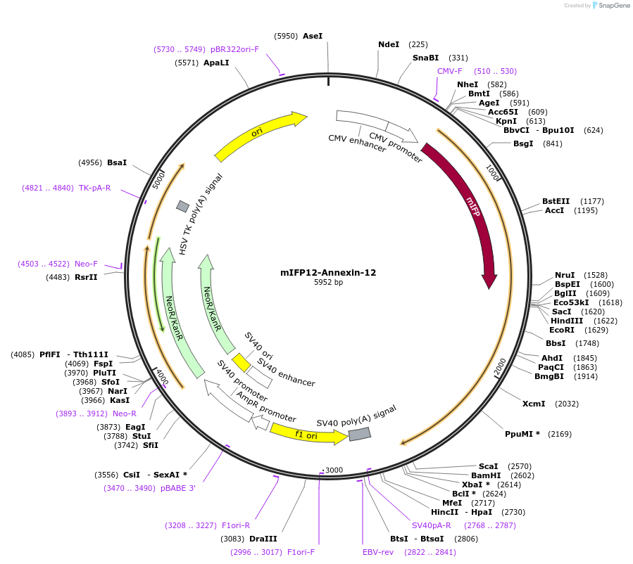 56245-plasmid-map-sequence-id-218631