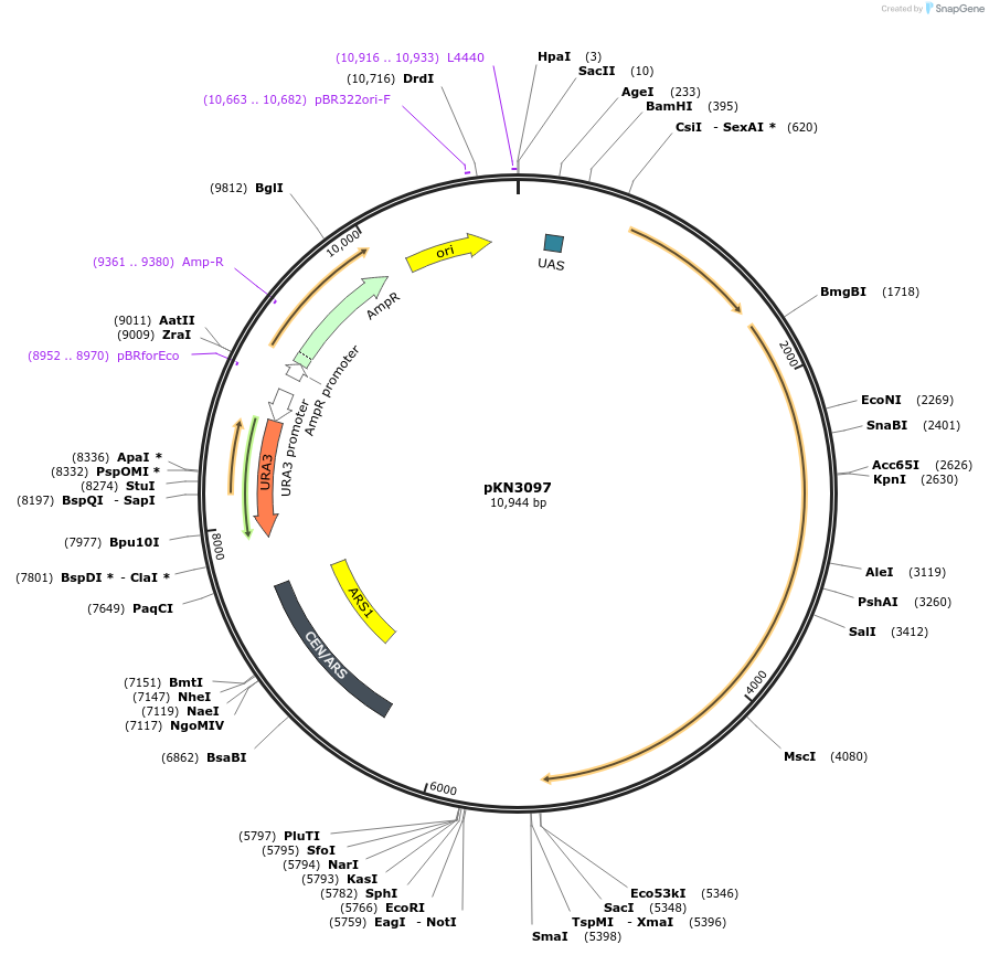 113392-plasmid-map-sequence-id-218633