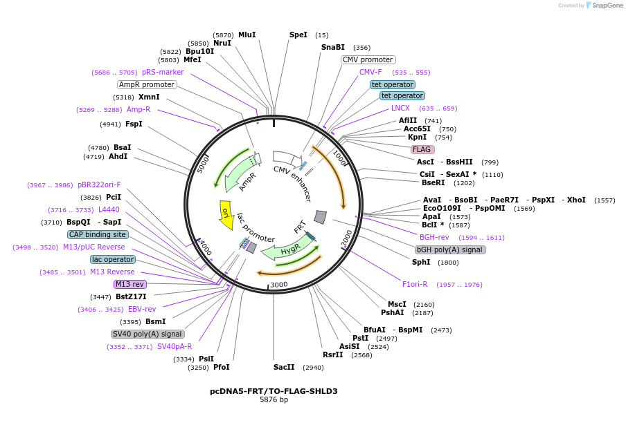 114123-plasmid-map-sequence-id-218638