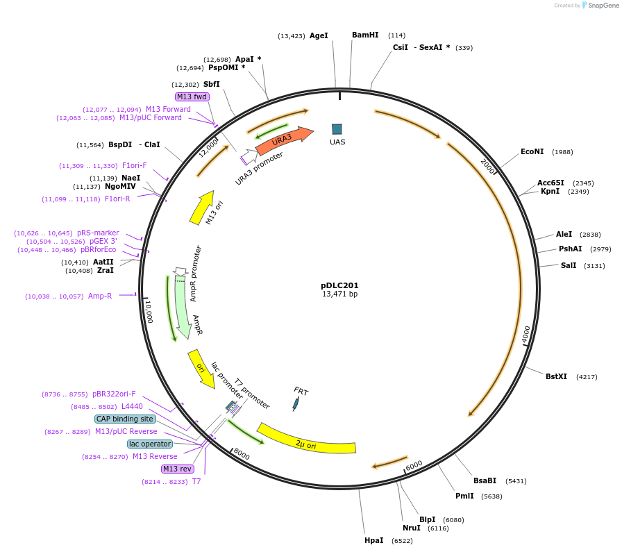 113388-plasmid-map-sequence-id-218639