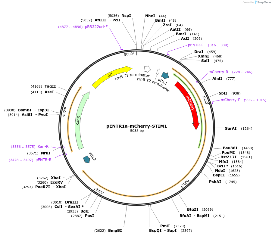 114176-plasmid-map-sequence-id-218640