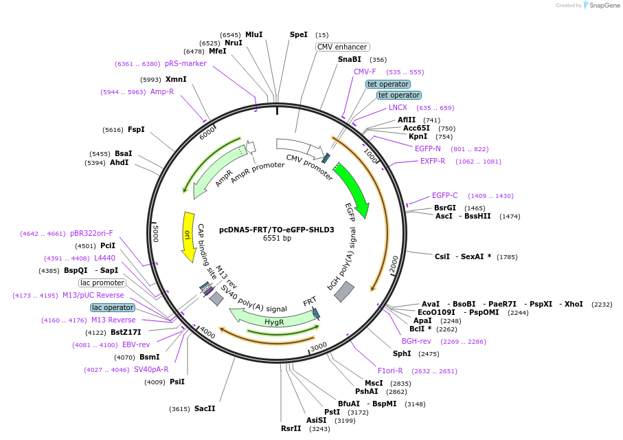114125-plasmid-map-sequence-id-218642