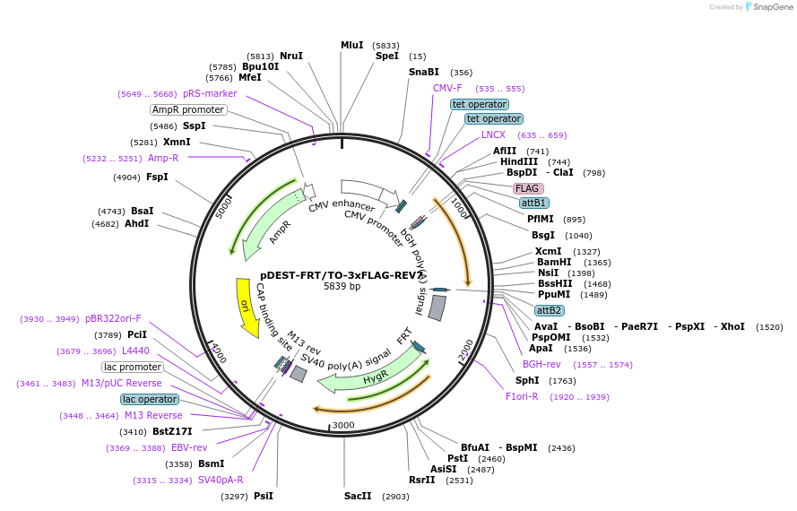 114127-plasmid-map-sequence-id-218643