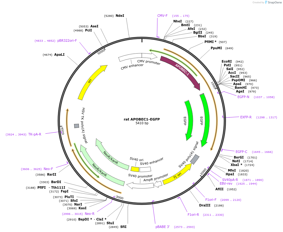 112857-plasmid-map-sequence-id-218644