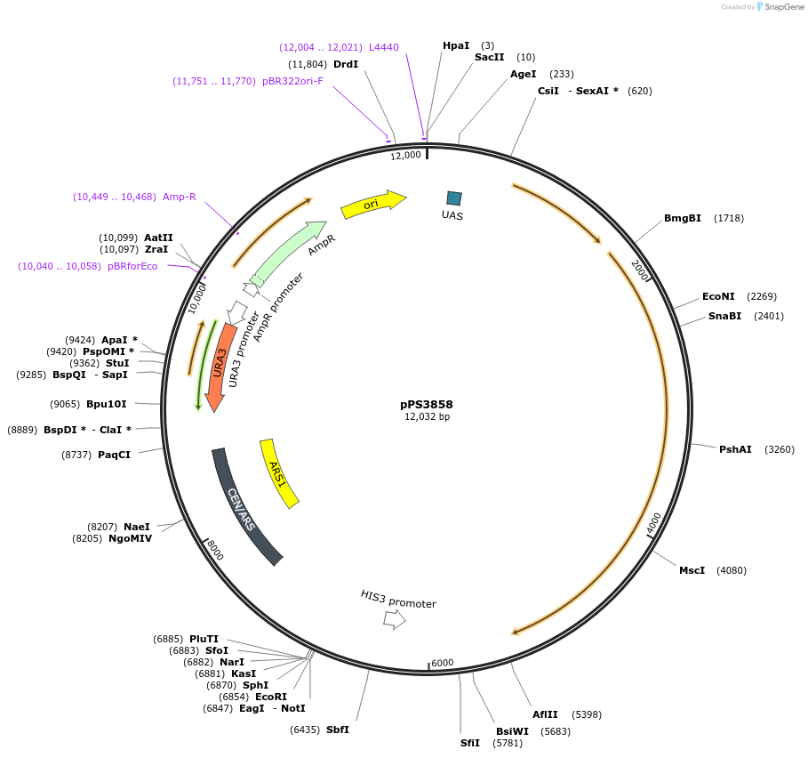 113393-plasmid-map-sequence-id-218651