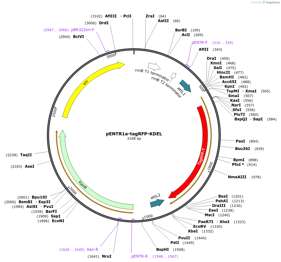 114177-plasmid-map-sequence-id-218658