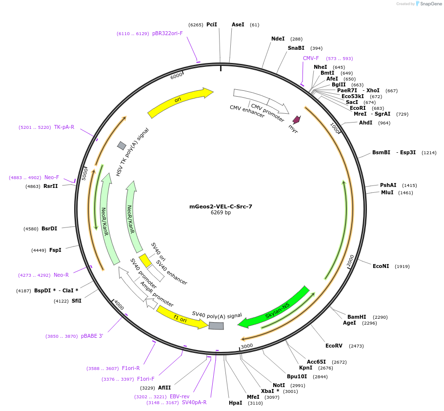 57545-plasmid-map-sequence-id-218666