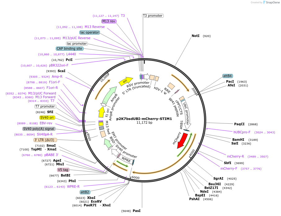 114178-plasmid-map-sequence-id-218667