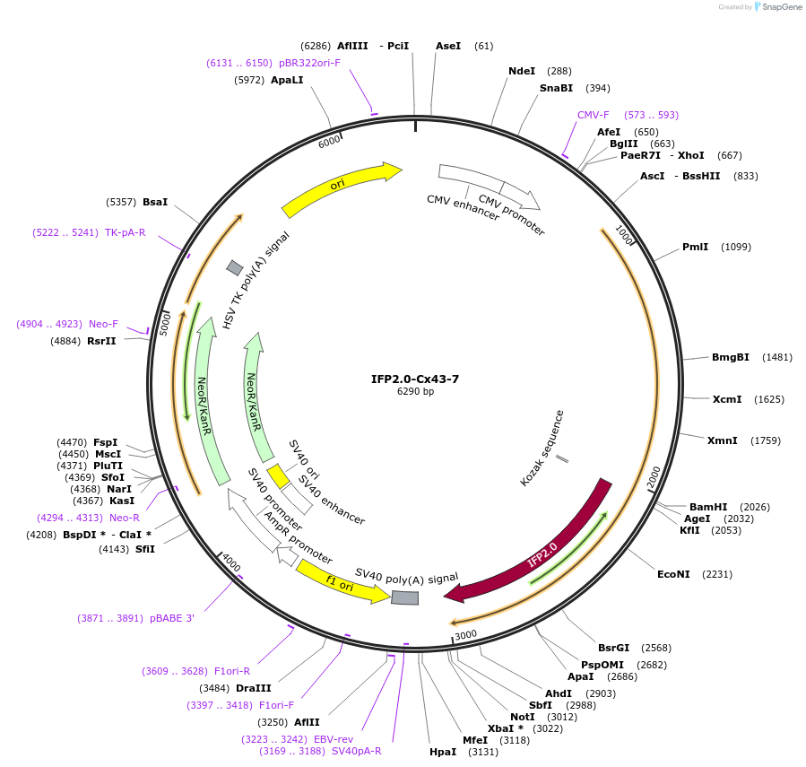 56272-plasmid-map-sequence-id-218673