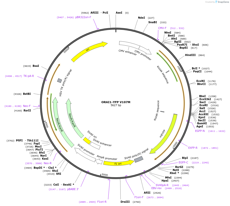 114180-plasmid-map-sequence-id-218674