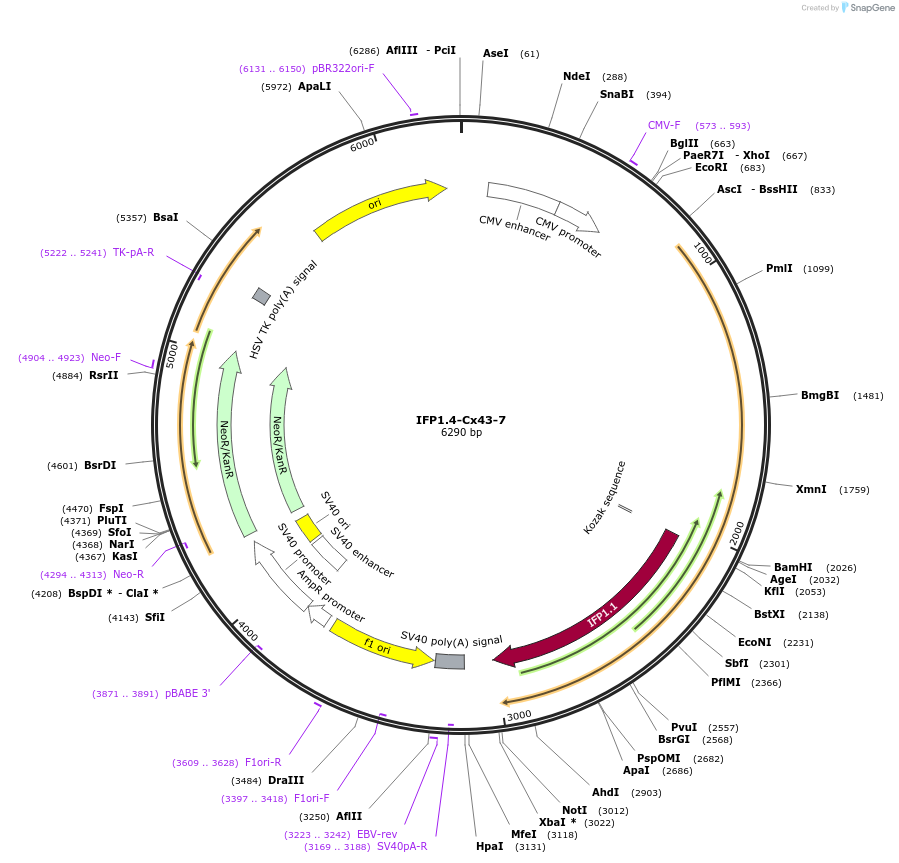 56268-plasmid-map-sequence-id-218677