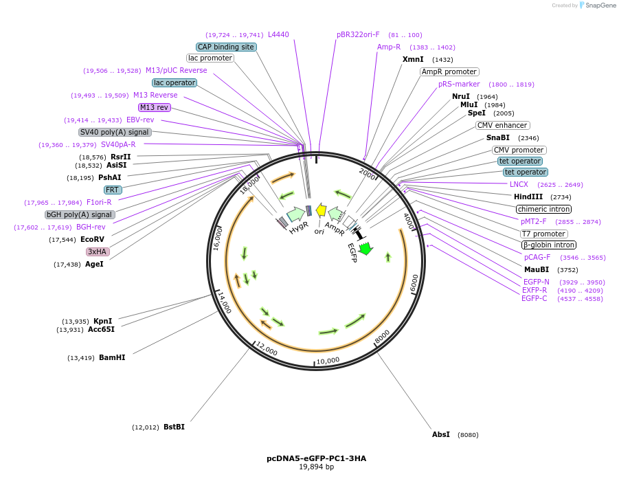 108406-plasmid-map-sequence-id-218680