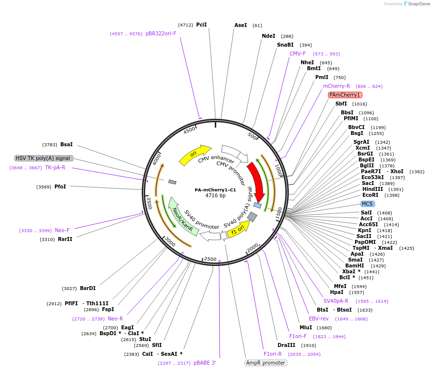 54495-plasmid-map-sequence-id-218682