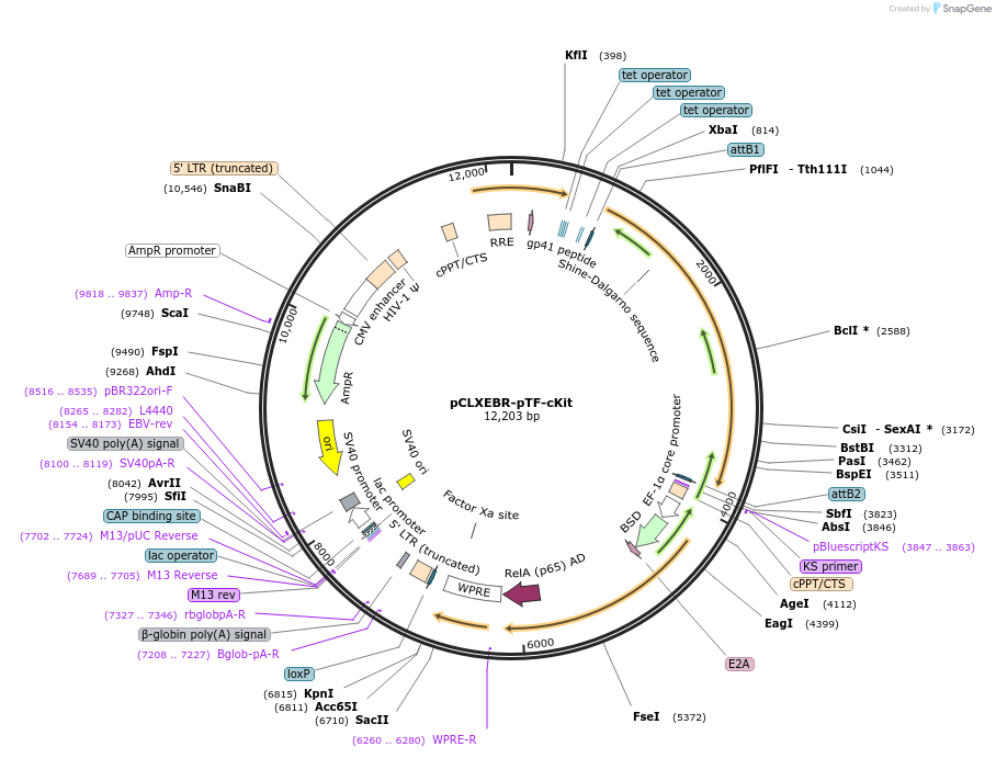 114293-plasmid-map-sequence-id-218691