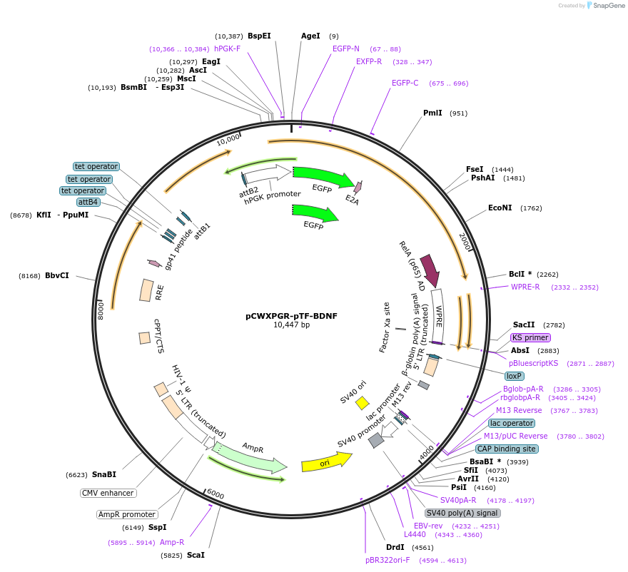 114292-plasmid-map-sequence-id-218692