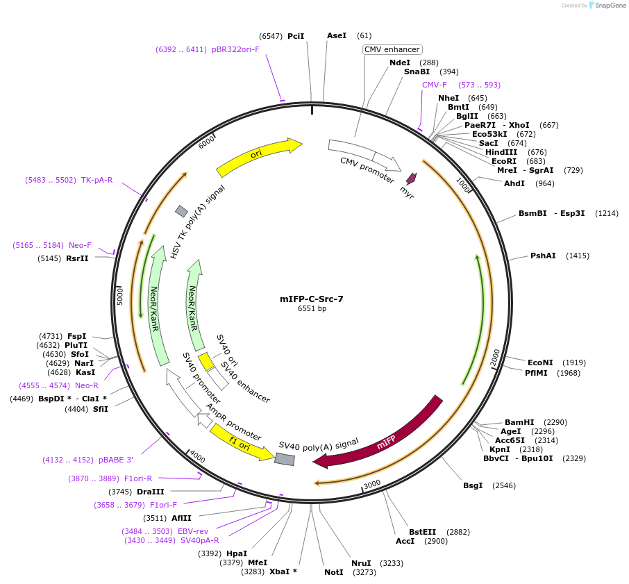 56213-plasmid-map-sequence-id-218693