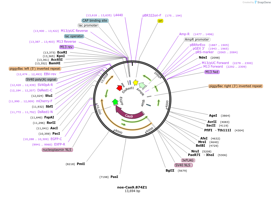 112685-plasmid-map-sequence-id-218700