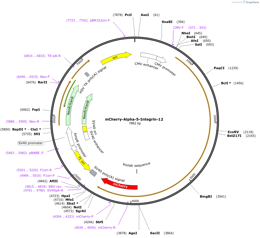 54970-plasmid-map-sequence-id-218701
