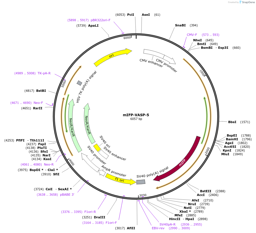 56241-plasmid-map-sequence-id-218702