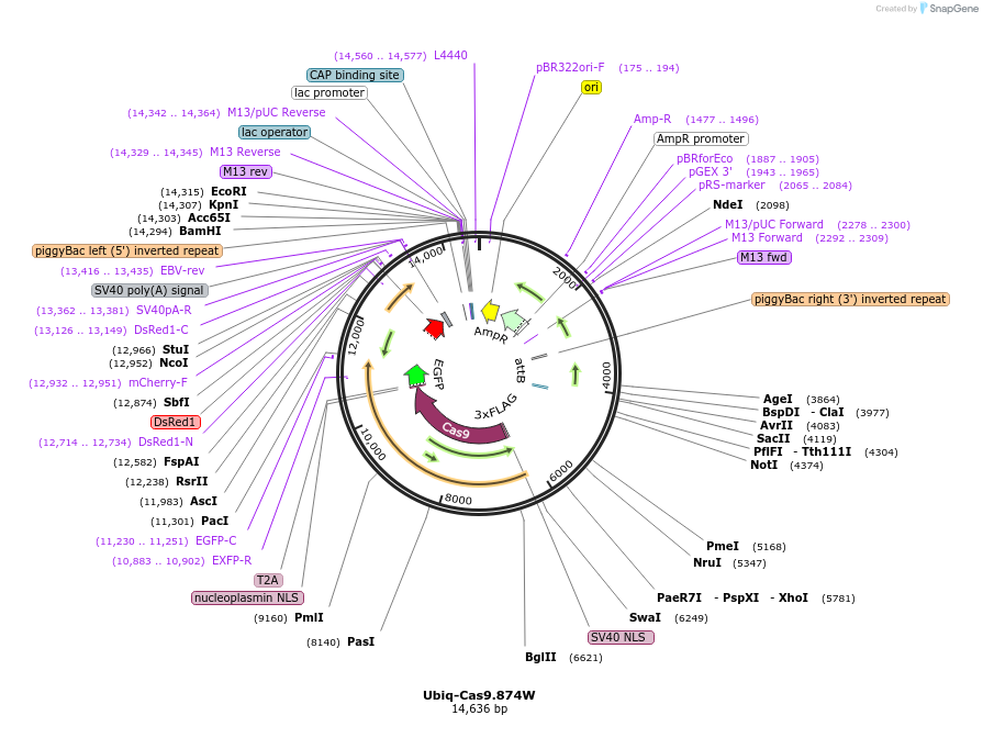 112686-plasmid-map-sequence-id-218703