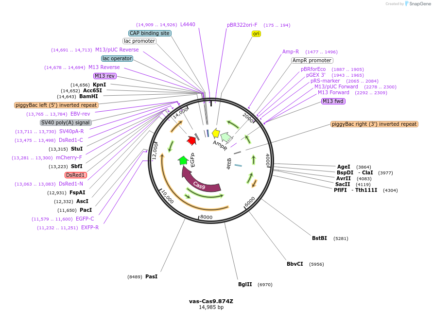 112687-plasmid-map-sequence-id-218705