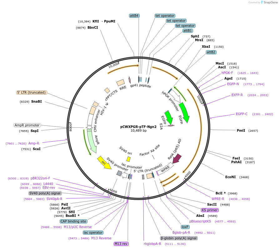 114280-plasmid-map-sequence-id-218710