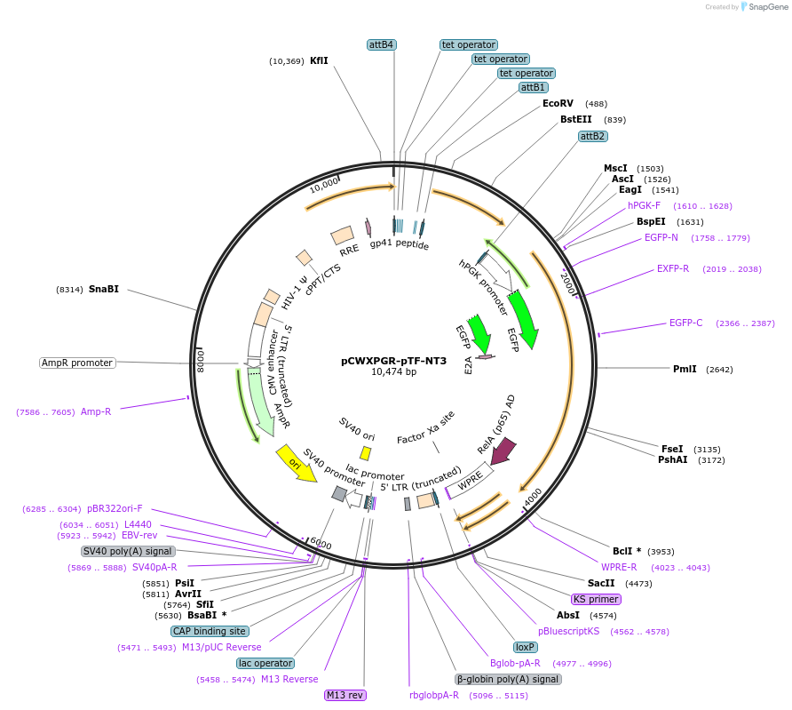 114279-plasmid-map-sequence-id-218733