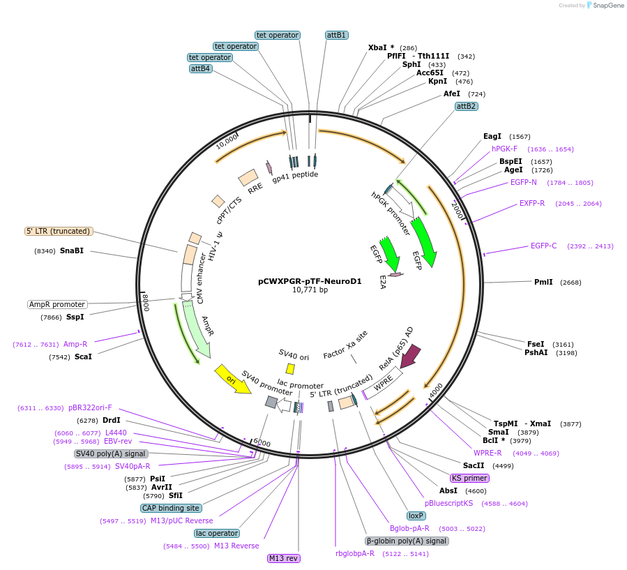 114278-plasmid-map-sequence-id-218734